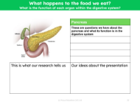 Pancreas - Research sheet