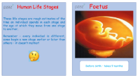 Human Life Stages