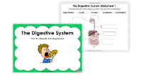 3. The Digestive System