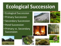 Ecological Succession - Teaching Presentation