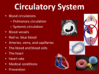Circulatory System - Teaching Presentation