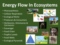 Energy Flow In Ecosystems - Teaching Presentation