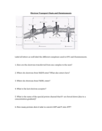 Electron Transport Chain and Chemiosmosis - Worksheet