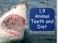 Animal Diets - Presentation