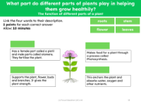 The function of different parts of a plant - vocabulary and definition activity - worksheet