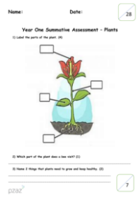 Plants - Assessment