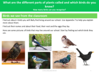 Birds we see from the classroom - Plants - Year 1