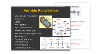 Aerobic Respiration