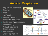 Aerobic Respiration - Student Presentation