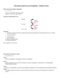 Glycolysis and Pyruvate Oxidation - Student Lesson Outline