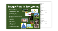 Energy Flow in Ecosystems