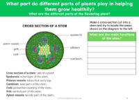 Cross section of a stem - worksheet