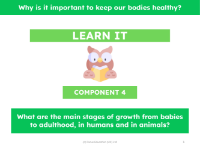 What are the main stages of growth from babies to adulthood, in humans and in animals? - Presentation