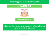 What are the names and functions of the different types of teeth in humans? - Presentation