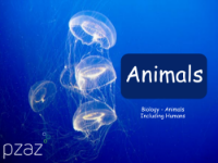 Animals - Presentation