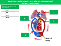 Picture match - Circulatory system