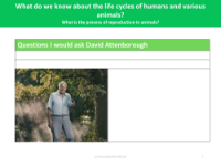 Questions I would ask David Attenborough - Worksheet - Year 5