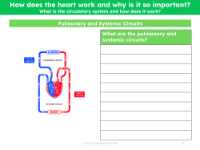 Pulmonary and Systemic circuits - Worksheet
