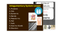 Integumentary System