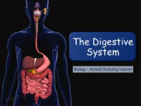 The Digestive System - Presentation