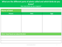 Bird - Fact File 1 - Year 1