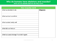 How muscles work - Experiment write up