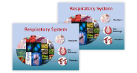 Respiratory System