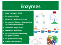 Enzymes - Student Presentation