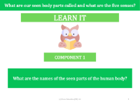 What are the names of the seen parts of the human body? - Presentation