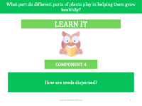How are seeds dispersed? - presentation