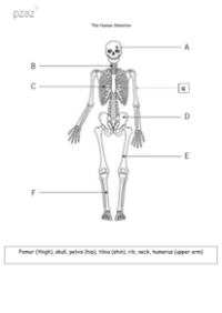 Skeleton Labelling Diagram