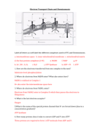 Electron Transport Chain and Chemiosmosis - Worksheet Answers