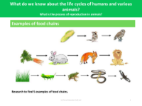 Examples of Food Chains - Worksheet - Year 5