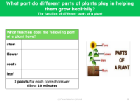 The function of different parts of a plant - explanation activity - worksheet