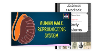 The Reproductive System