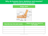 Hing joint - Worksheet