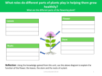 What are the different parts of flowering plants? - reflection - worksheet