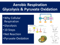 Glycolysis and Pyruvate Oxidation - Student Presentation