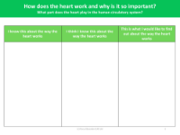 How the heart works - What I know - Worksheet