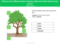 Name the parts - Plants - Year 1