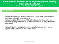 How is water transported within a plant? - teacher's notes