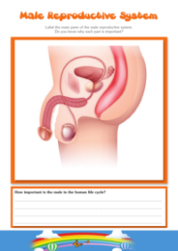 Male Reproductive System