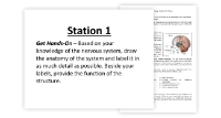 The Nervous System - 7 Engaging Lab Stations