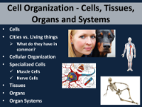 Cell Organization - Student Presentation