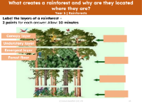 Picture match - Parts of the rainforest canopy