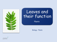 Leaves - Presentation