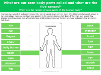 How many body parts can you name? - card game - Worksheet