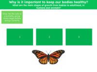 Life cycle of a butterfly - Worksheet