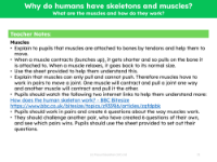 What are the muscles and how do they work? - Teacher notes