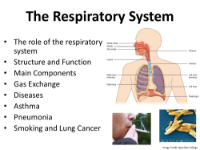 The Respiratory System - Middle School Student Presentation